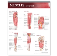 Image for Lippincott Williams & Wilkins Atlas of Anatomy Musculature Chart: Lower Limb