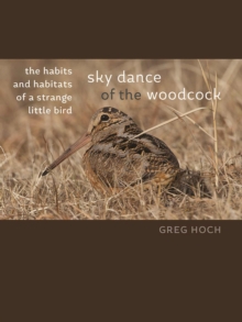 Image for Sky Dance of the Woodcock