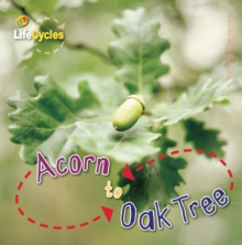 Image for Acorn to Oak Tree