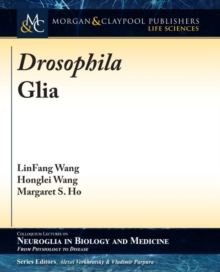 Image for Drosophila Glia