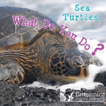 Image for Sea turtles, what do you do?