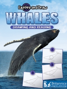Image for Whales, drawing and reading