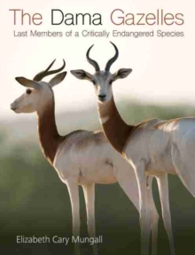 Dama Gazelles