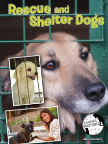 Image for Rescue and Shelter Dogs