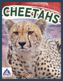 Wild Cats: Cheetahs