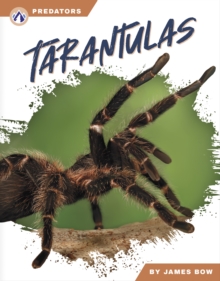 Image for Predators: Tarantulas