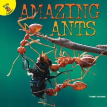 Image for Amazing Ants