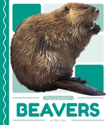 Pond Animals: Beavers