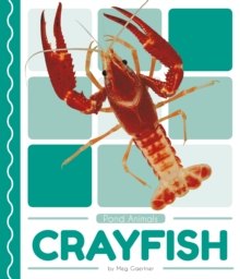 Pond Animals: Crayfish