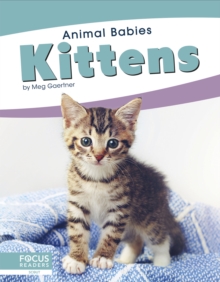 Image for Animal Babies: Kittens