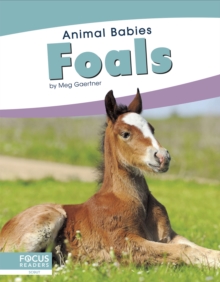 Animal Babies: Foals