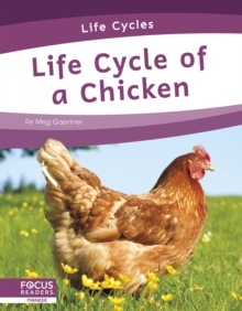 Image for Life cycle of a chicken