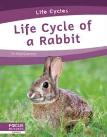 Image for Life cycle of a rabbit