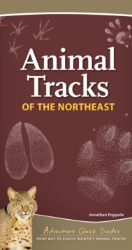 Image for Animal Tracks of the Northeast