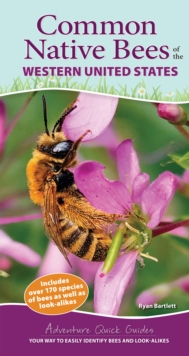 Image for Common Native Bees of the Western United States : Your Way to Easily Identify Bees and Look-Alikes