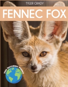 Image for Fennec Fox