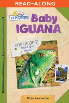 Image for Baby Iguana