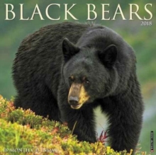 Image for Black Bears 2018 Wall Calendar