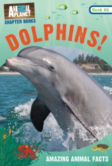 Dolphins!