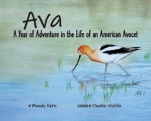 Image for Ava : A Year of Adventure in the Life of an American Avocet
