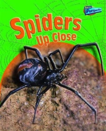 Image for Spiders up close
