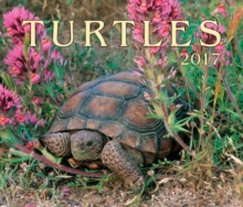 Image for Turtles 2017