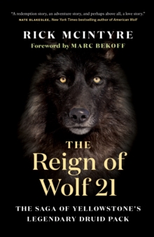 The Reign of Wolf 21: The Saga of Yellowstone’s Legendary Druid Pack