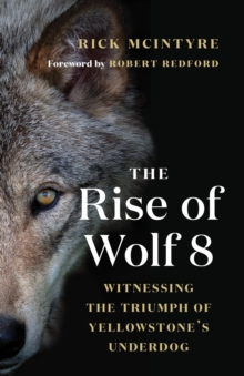 The Rise of Wolf 8: Witnessing the Triumph of Yellowstone’s Underdog