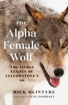 Image for The Alpha Female Wolf: The Fierce Legacy of Yellowstone's 06