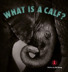 Image for What is a Calf?