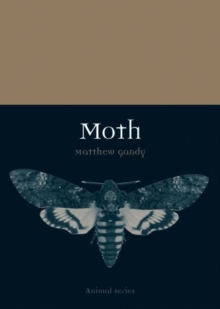 Moth