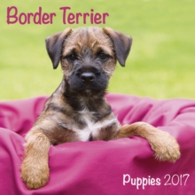 Image for BORDER TERRIER PUPPIES M 2017