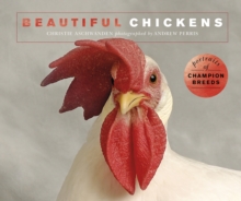 Image for Beautiful Chickens