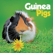 Image for Guinea Pigs Wall