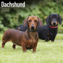 Image for Dachshund Calendar 2018