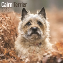 Image for Cairn Terrier Calendar 2019