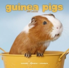 Image for Guinea Pigs Calendar 2019