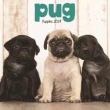 Pug Puppies M 2019