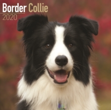 Image for Border Collie Calendar 2020