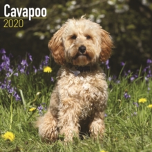 Image for Cavapoo Calendar 2020