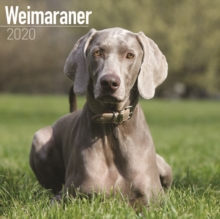 Image for Weimaraner Calendar 2020