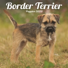Image for Border Terrier Puppies Mini Square Wall Calendar 2020