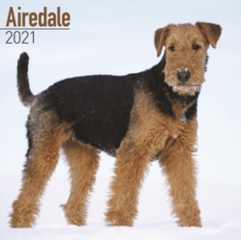 Image for Airedale 2021 Wall Calendar