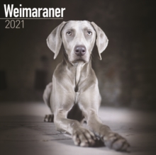 Image for Weimaraner 2021 Wall Calendar