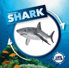Image for Life Cycle of a Shark