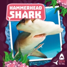 Image for Hammerhead shark