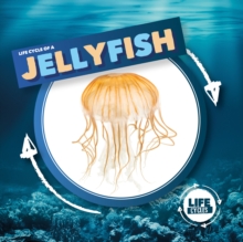 Image for Life cycle of a jellyfish