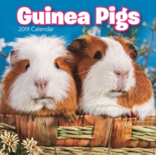Guinea Pigs M 2019