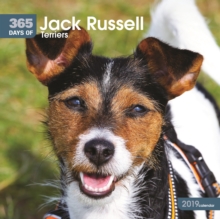 Jack Russell Terriers 365 Days W 2019