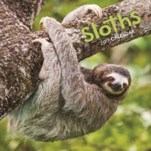 SLOTHS M 2019